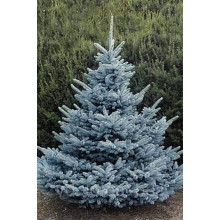 Ялина колюча блакитна Супер Блю Сідлінг / СБС |  Picea pungens Super Blue Seedling / SBS | Ель колючая голубая Супер Блю Сидлинг / СБС