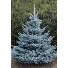 Ялина колюча блакитна Супер Блю Сідлінг / СБС |  Picea pungens Super Blue Seedling / SBS | Ель колючая голубая Супер Блю Сидлинг / СБС