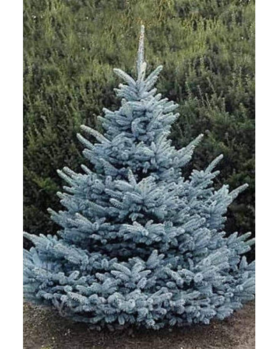 Ялина колюча блакитна Супер Блю Сідлінг / СБС | Picea pungens Super Blue Seedling / SBS | Ель колючая голубая Супер Блю Сидлинг / СБС