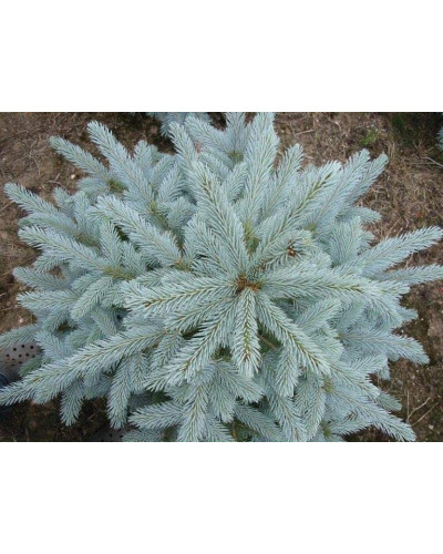 Ялина колюча блакитна Супер Блю Сідлінг / СБС | Picea pungens Super Blue Seedling / SBS | Ель колючая голубая Супер Блю Сидлинг / СБС