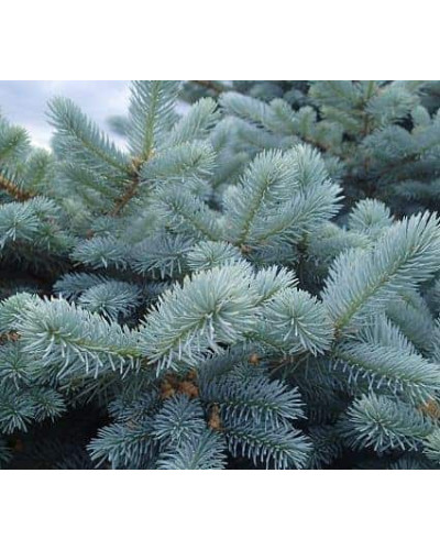 Ялина колюча блакитна Супер Блю Сідлінг / СБС | Picea pungens Super Blue Seedling / SBS | Ель колючая голубая Супер Блю Сидлинг / СБС