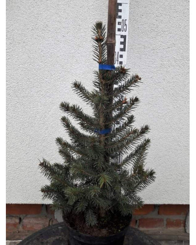 Ялина колюча блакитна Супер Блю Сідлінг / СБС | Picea pungens Super Blue Seedling / SBS | Ель колючая голубая Супер Блю Сидлинг / СБС