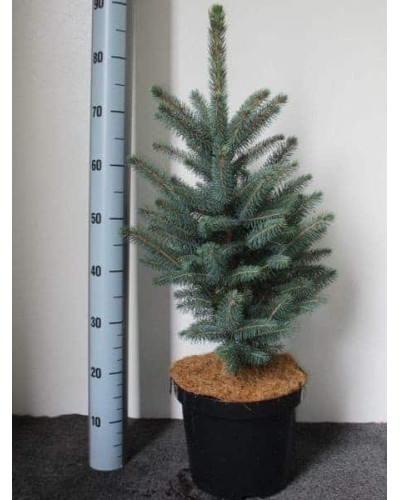 Ялина колюча блакитна Супер Блю Сідлінг / СБС | Picea pungens Super Blue Seedling / SBS | Ель колючая голубая Супер Блю Сидлинг / СБС