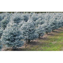 Ялина колюча блакитна Супер Блю Сідлінг / СБС |  Picea pungens Super Blue Seedling / SBS | Ель колючая голубая Супер Блю Сидлинг / СБС