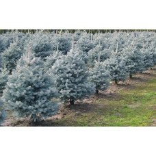 Ялина колюча блакитна Супер Блю Сідлінг / СБС |  Picea pungens Super Blue Seedling / SBS | Ель колючая голубая Супер Блю Сидлинг / СБС