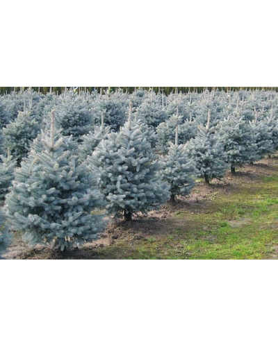 Ялина колюча блакитна Супер Блю Сідлінг / СБС | Picea pungens Super Blue Seedling / SBS | Ель колючая голубая Супер Блю Сидлинг / СБС