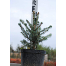 Ялина колюча блакитна Супер Блю Сідлінг / СБС |  Picea pungens Super Blue Seedling / SBS | Ель колючая голубая Супер Блю Сидлинг / СБС