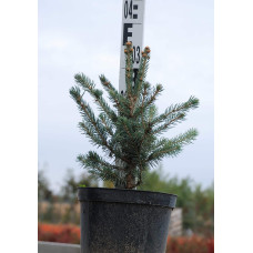 Ялина колюча блакитна Супер Блю Сідлінг / СБС |  Picea pungens Super Blue Seedling / SBS | Ель колючая голубая Супер Блю Сидлинг / СБС