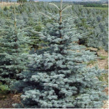 Ялина колюча блакитна Супер Блю Сідлінг / СБС |  Picea pungens Super Blue Seedling / SBS | Ель колючая голубая Супер Блю Сидлинг / СБС