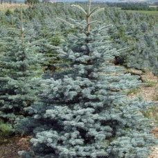 Ялина колюча блакитна Супер Блю Сідлінг / СБС |  Picea pungens Super Blue Seedling / SBS | Ель колючая голубая Супер Блю Сидлинг / СБС