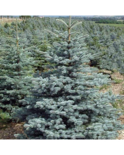 Ялина колюча блакитна Супер Блю Сідлінг / СБС | Picea pungens Super Blue Seedling / SBS | Ель колючая голубая Супер Блю Сидлинг / СБС