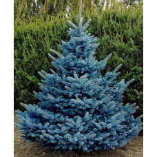 Ялина колюча блакитна Супер Блю Сідлінг / СБС |  Picea pungens Super Blue Seedling / SBS | Ель колючая голубая Супер Блю Сидлинг / СБС
