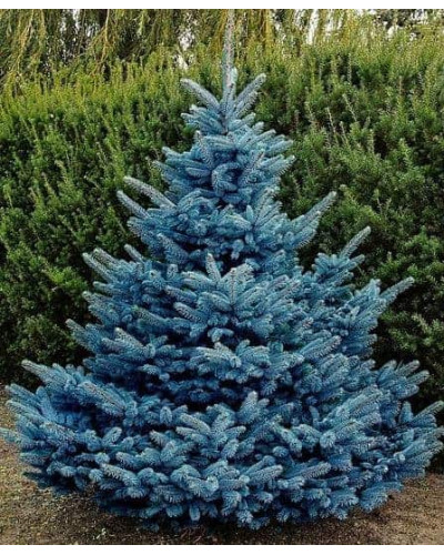 Ялина колюча блакитна Супер Блю Сідлінг / СБС | Picea pungens Super Blue Seedling / SBS | Ель колючая голубая Супер Блю Сидлинг / СБС