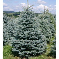 Ялина колюча блакитна Супер Блю Сідлінг / СБС |  Picea pungens Super Blue Seedling / SBS | Ель колючая голубая Супер Блю Сидлинг / СБС