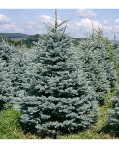 Ялина колюча блакитна Супер Блю Сідлінг / СБС | Picea pungens Super Blue Seedling / SBS | Ель колючая голубая Супер Блю Сидлинг / СБС