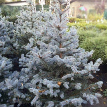 Ялина колюча блакитна Супер Блю Сідлінг / СБС |  Picea pungens Super Blue Seedling / SBS | Ель колючая голубая Супер Блю Сидлинг / СБС
