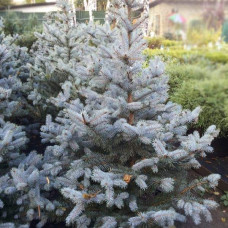 Ялина колюча блакитна Супер Блю Сідлінг / СБС |  Picea pungens Super Blue Seedling / SBS | Ель колючая голубая Супер Блю Сидлинг / СБС