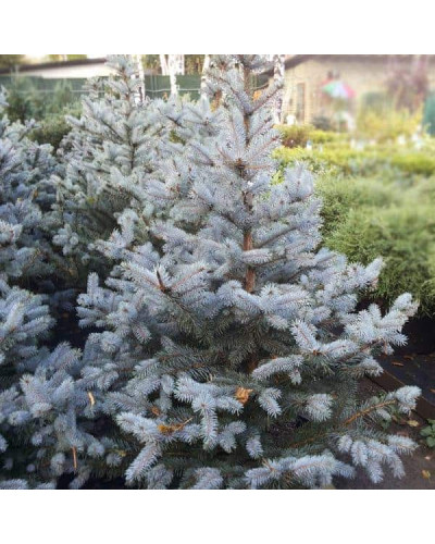 Ялина колюча блакитна Супер Блю Сідлінг / СБС | Picea pungens Super Blue Seedling / SBS | Ель колючая голубая Супер Блю Сидлинг / СБС