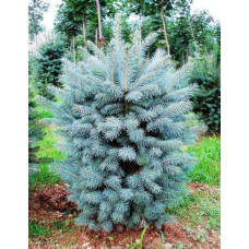 Ялина колюча блакитна Супер Блю Сідлінг / СБС |  Picea pungens Super Blue Seedling / SBS | Ель колючая голубая Супер Блю Сидлинг / СБС