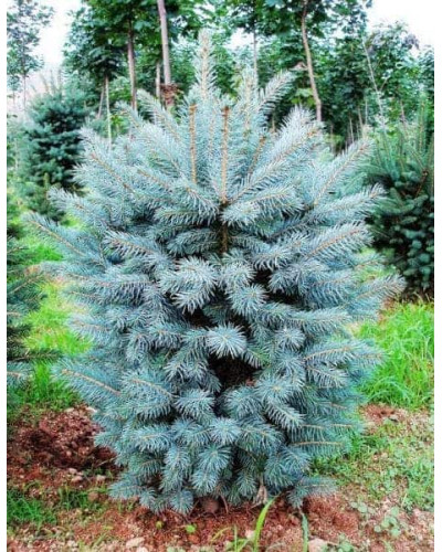 Ялина колюча блакитна Супер Блю Сідлінг / СБС | Picea pungens Super Blue Seedling / SBS | Ель колючая голубая Супер Блю Сидлинг / СБС