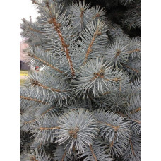 Ялина колюча блакитна Супер Блю Сідлінг / СБС |  Picea pungens Super Blue Seedling / SBS | Ель колючая голубая Супер Блю Сидлинг / СБС