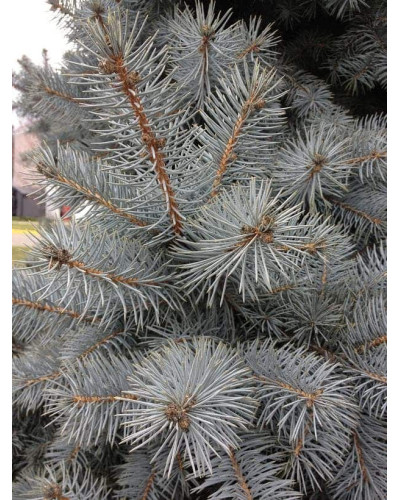 Ялина колюча блакитна Супер Блю Сідлінг / СБС | Picea pungens Super Blue Seedling / SBS | Ель колючая голубая Супер Блю Сидлинг / СБС