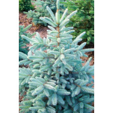 Ялина колюча блакитна Кейбаб / Арізона | Picea Pungens Glauca Kaibab / Arizonaа | Ель колючая голубая Кейбаб / Аризон