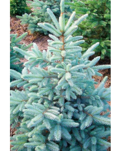 Ялина колюча блакитна Кейбаб / Арізона | Picea Pungens Glauca Kaibab / Arizonaа | Ель колючая голубая Кейбаб / Аризон