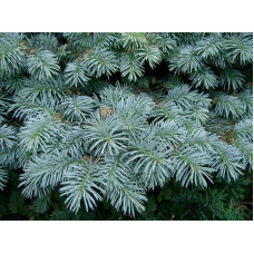 Ялина колюча блакитна Кейбаб / Арізона | Picea Pungens Glauca Kaibab / Arizonaа | Ель колючая голубая Кейбаб / Аризон