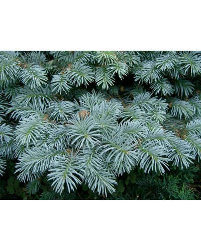 Ялина колюча блакитна Кейбаб / Арізона | Picea Pungens Glauca Kaibab / Arizonaа | Ель колючая голубая Кейбаб / Аризон