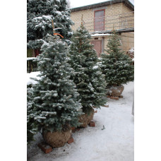 Ялина колюча блакитна Кейбаб / Арізона | Picea Pungens Glauca Kaibab / Arizonaа | Ель колючая голубая Кейбаб / Аризон