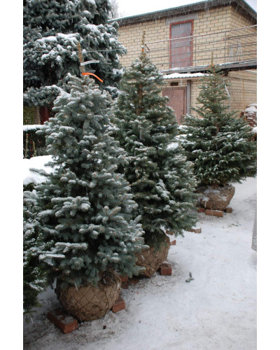 Ялина колюча блакитна Кейбаб / Арізона | Picea Pungens Glauca Kaibab / Arizonaа | Ель колючая голубая Кейбаб / Аризон
