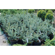 Ялина колюча блакитна Кейбаб / Арізона | Picea Pungens Glauca Kaibab / Arizonaа | Ель колючая голубая Кейбаб / Аризон