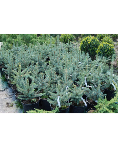 Ялина колюча блакитна Кейбаб / Арізона | Picea Pungens Glauca Kaibab / Arizonaа | Ель колючая голубая Кейбаб / Аризон