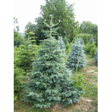 Ялина колюча блакитна Кейбаб / Арізона | Picea Pungens Glauca Kaibab / Arizonaа | Ель колючая голубая Кейбаб / Аризон