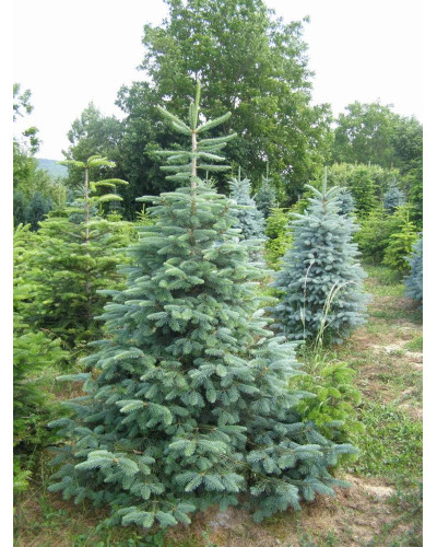 Ялина колюча блакитна Кейбаб / Арізона | Picea Pungens Glauca Kaibab / Arizonaа | Ель колючая голубая Кейбаб / Аризон