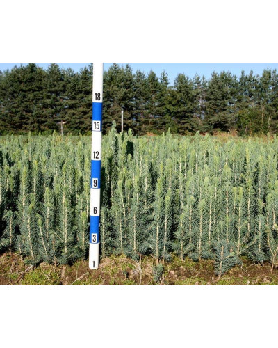 Ялина колюча блакитна Кейбаб / Арізона | Picea Pungens Glauca Kaibab / Arizonaа | Ель колючая голубая Кейбаб / Аризон