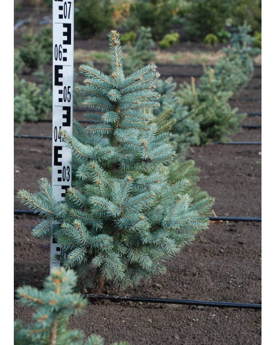 Ялина колюча блакитна Кейбаб / Арізона | Picea Pungens Glauca Kaibab / Arizonaа | Ель колючая голубая Кейбаб / Аризон