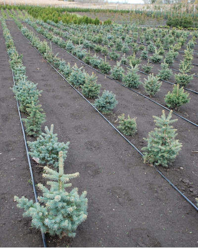 Ялина колюча блакитна Кейбаб / Арізона | Picea Pungens Glauca Kaibab / Arizonaа | Ель колючая голубая Кейбаб / Аризон