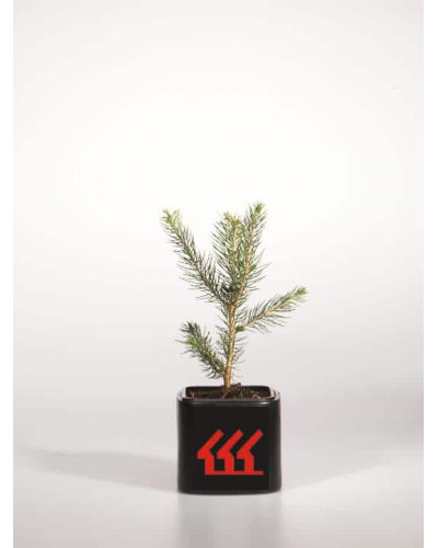 Ялина колюча блакитна Кейбаб / Арізона | Picea Pungens Glauca Kaibab / Arizonaа | Ель колючая голубая Кейбаб / Аризон