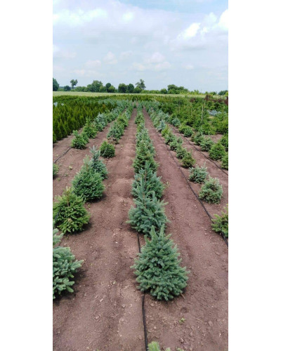 Ялина колюча блакитна Кейбаб / Арізона | Picea Pungens Glauca Kaibab / Arizonaа | Ель колючая голубая Кейбаб / Аризон