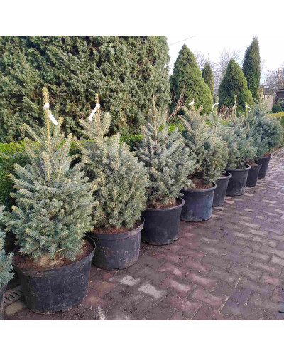 Ялина колюча блакитна Кейбаб / Арізона | Picea Pungens Glauca Kaibab / Arizonaа | Ель колючая голубая Кейбаб / Аризон