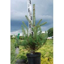Ялина колюча блакитна Кейбаб / Арізона | Picea Pungens Glauca Kaibab / Arizonaа | Ель колючая голубая Кейбаб / Аризон