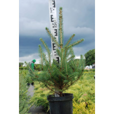 Ялина колюча блакитна Кейбаб / Арізона | Picea Pungens Glauca Kaibab / Arizonaа | Ель колючая голубая Кейбаб / Аризон