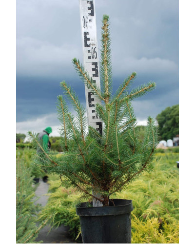 Ялина колюча блакитна Кейбаб / Арізона | Picea Pungens Glauca Kaibab / Arizonaа | Ель колючая голубая Кейбаб / Аризон