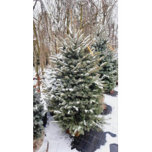 Ялина колюча блакитна Кейбаб / Арізона | Picea Pungens Glauca Kaibab / Arizonaа | Ель колючая голубая Кейбаб / Аризон