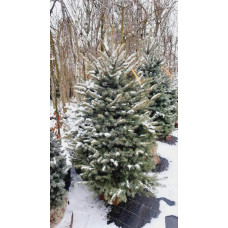 Ялина колюча блакитна Кейбаб / Арізона | Picea Pungens Glauca Kaibab / Arizonaа | Ель колючая голубая Кейбаб / Аризон