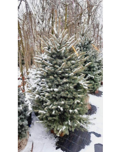 Ялина колюча блакитна Кейбаб / Арізона | Picea Pungens Glauca Kaibab / Arizonaа | Ель колючая голубая Кейбаб / Аризон