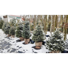 Ялина колюча блакитна Кейбаб / Арізона | Picea Pungens Glauca Kaibab / Arizonaа | Ель колючая голубая Кейбаб / Аризон