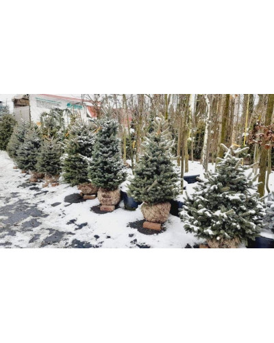Ялина колюча блакитна Кейбаб / Арізона | Picea Pungens Glauca Kaibab / Arizonaа | Ель колючая голубая Кейбаб / Аризон